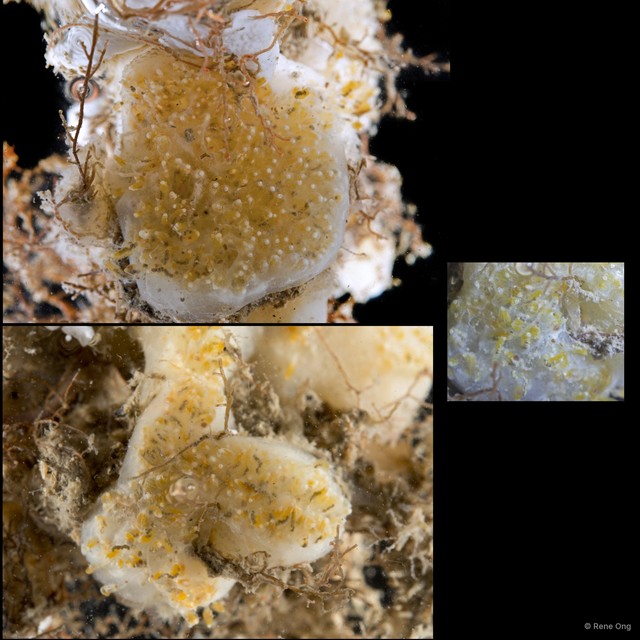 Aplidium sp. "cf." • © Rene Ong • All Rights Reserved