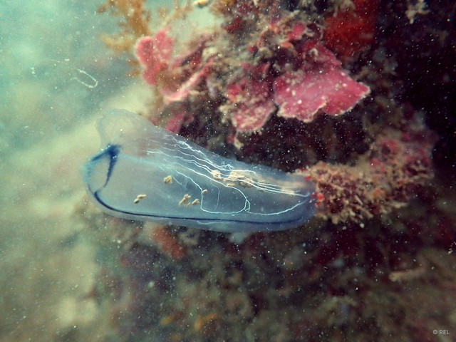 Phlebobranchia sp. "IP0057" • © REL • All Rights Reserved