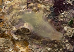 Ascidia gemmata • © Rene Ong • All Rights Reserved