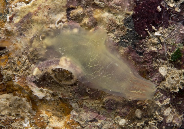 Ascidia gemmata