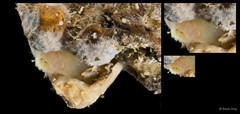 Ascidia gemmata • © Rene Ong • All Rights Reserved