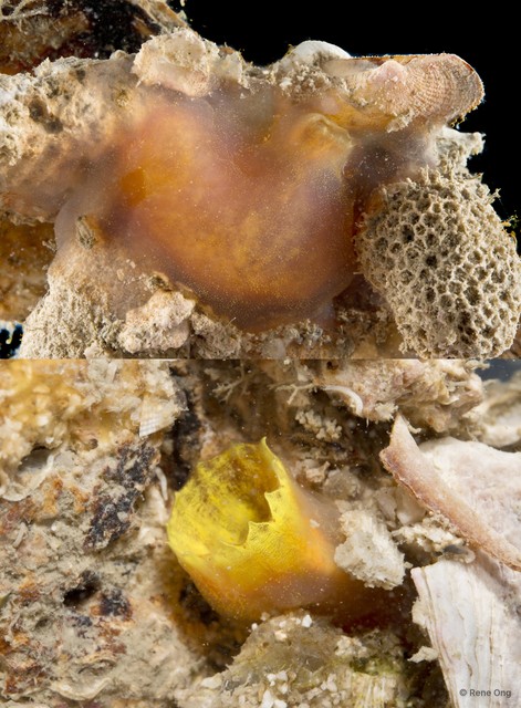 Phallusia sp. "d2d6da2e" • © Rene Ong • All Rights Reserved