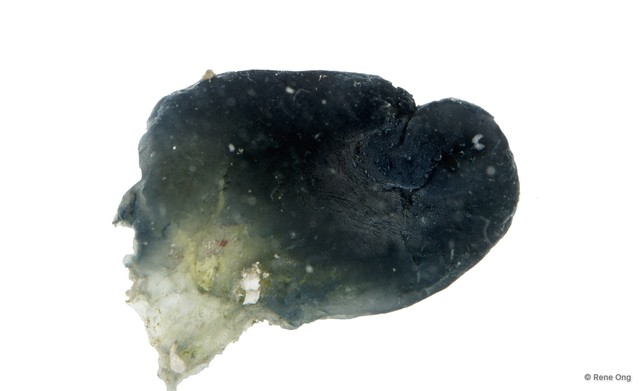 Phallusia nigra • © Rene Ong • All Rights Reserved