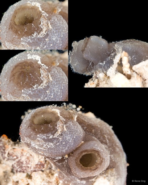 Phallusia philippinensis