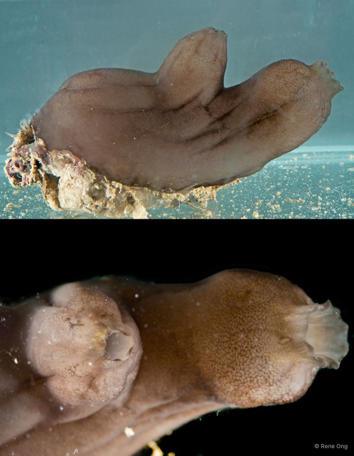 Phallusia philippinensis • © Rene Ong • All Rights Reserved