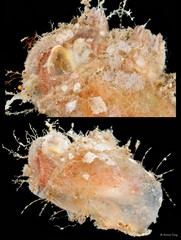Rhodosoma turcicum • © Rene Ong • All Rights Reserved