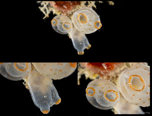Ecteinascidia thurstoni • © Rene Ong • All Rights Reserved
