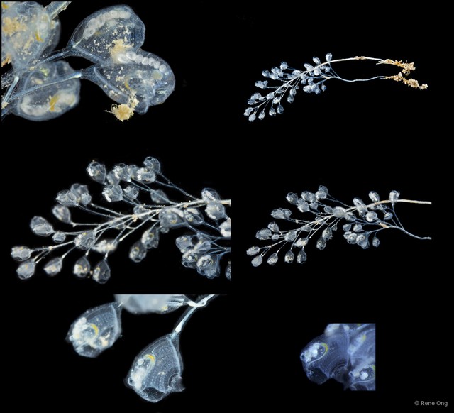 Perophora namei