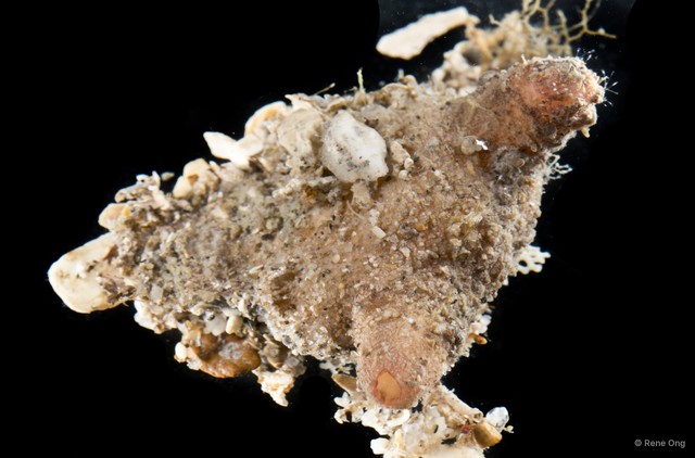 Styelidae sp. "3" • © Rene Ong • All Rights Reserved