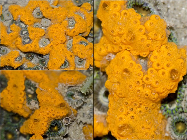 Botryllus sp. "9d77996b" • © Rene Ong • All Rights Reserved