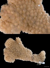 Monandrocarpa monotestis (Tokioka, 1953)