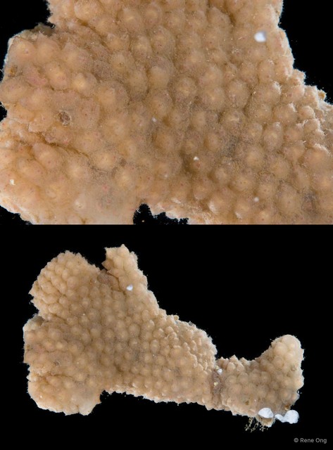 Monandrocarpa monotestis • © Rene Ong • All Rights Reserved