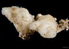 Polycarpa papillata • © Rene Ong • All Rights Reserved