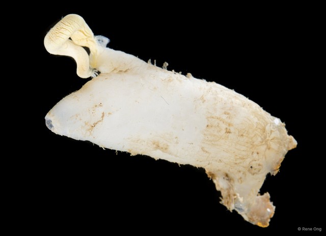 Polycarpa papillata