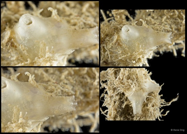 Polycarpa papillata