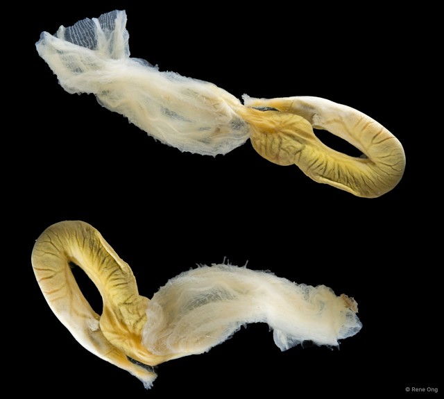 Polycarpa papillata