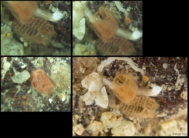 Symplegma sp. "7251c3d4" • © Rene Ong • All Rights Reserved