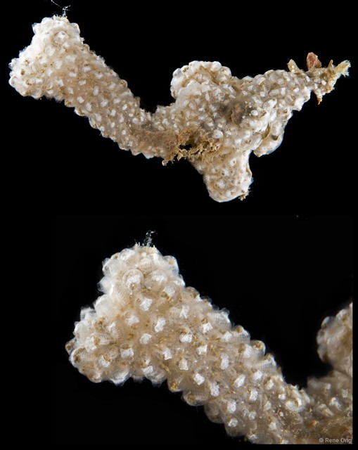 Symplegma brakenhielmi