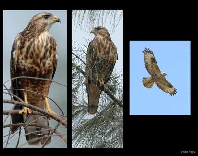 Buteo japonicus • © Con Foley • All Rights Reserved