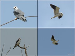 Elanus caeruleus