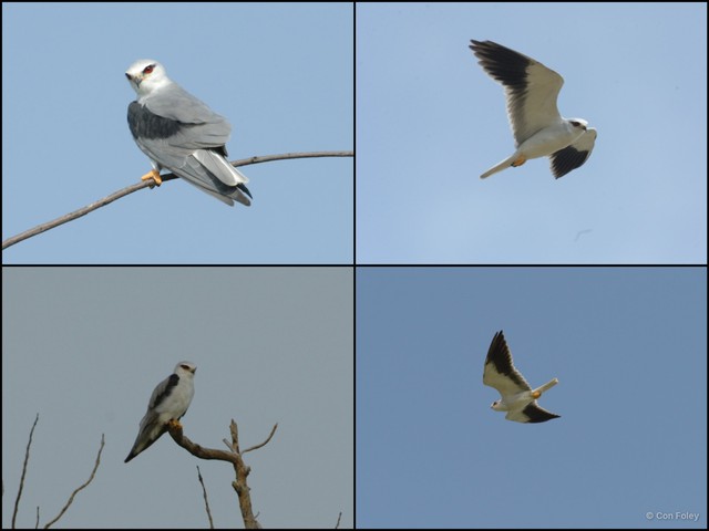 Elanus caeruleus • © Con Foley • All Rights Reserved