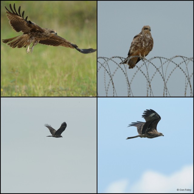 Milvus migrans • © Con Foley • All Rights Reserved