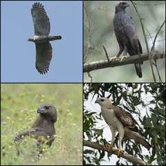 Nisaetus cirrhatus