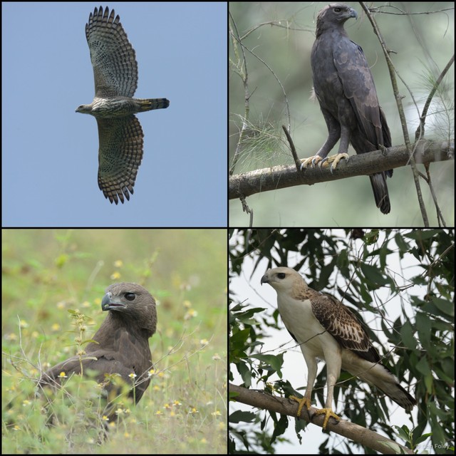 Nisaetus cirrhatus • © Con Foley • All Rights Reserved