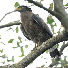 Spilornis cheela