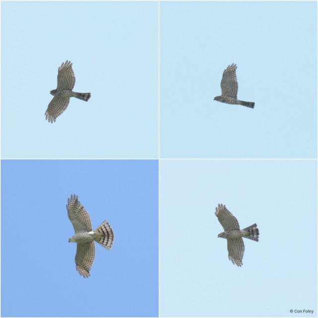 Tachyspiza gularis • © Con Foley • All Rights Reserved