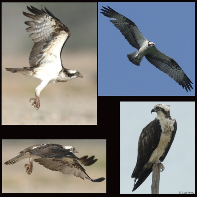 Pandion haliaetus • © Con Foley • All Rights Reserved