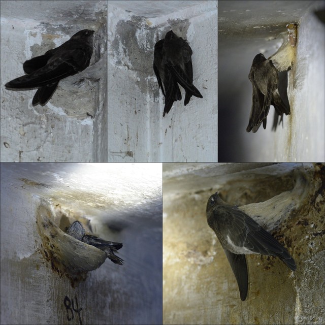 Aerodramus fuciphagus germani • © Con Foley • All Rights Reserved
