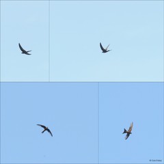 Apus pacificus