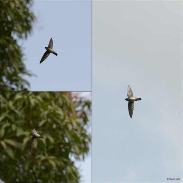 Collocalia affinis • © Con Foley • All Rights Reserved
