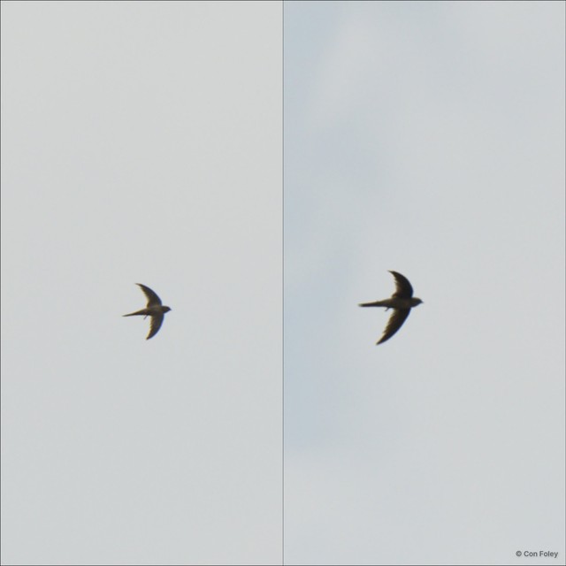 Cypsiurus balasiensis • © Con Foley • All Rights Reserved