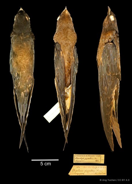 Hirundapus giganteus • © Ang Yuchen • CC BY 4.0