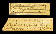 Hirundapus giganteus • All Rights Reserved Museum Label
