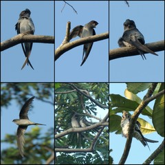 Hemiprocne longipennis