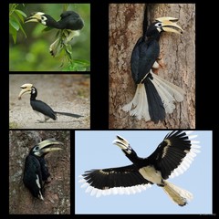 Anthracoceros albirostris