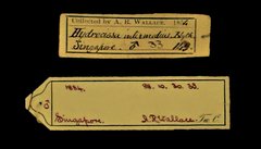 Anthracoceros albirostris • All Rights Reserved Museum Label