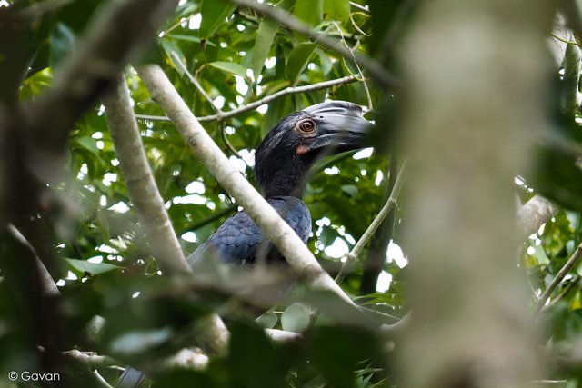 Anthracoceros malayanus • © Gavan Leong • All Rights Reserved