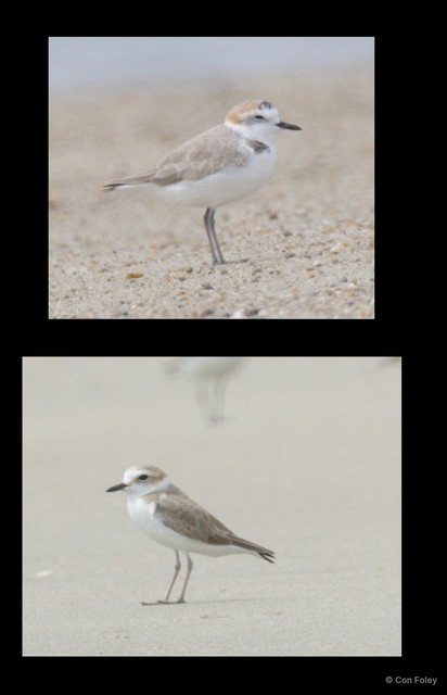 Anarhynchus dealbatus • © Con Foley • All Rights Reserved