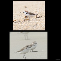 Charadrius alexandrinus Linnaeus, 1758