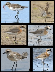 Charadrius mongolus