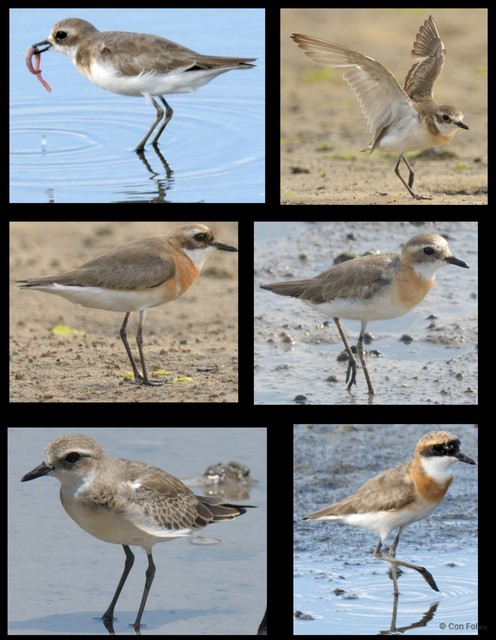 Charadrius mongolus • © Con Foley • All Rights Reserved