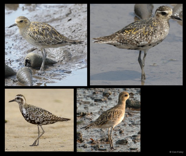 Pluvialis fulva • © Con Foley • All Rights Reserved