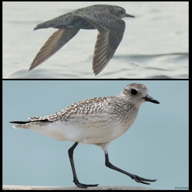 Pluvialis squatarola • © Con Foley • All Rights Reserved