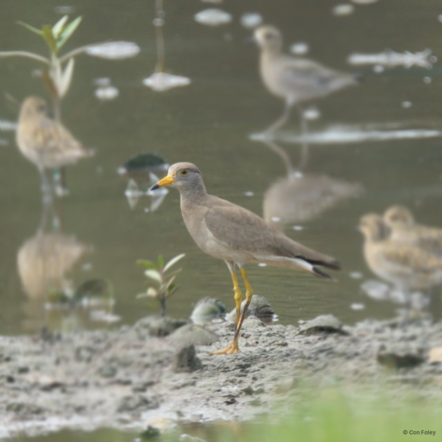 Vanellus cinereus • © Con Foley • All Rights Reserved