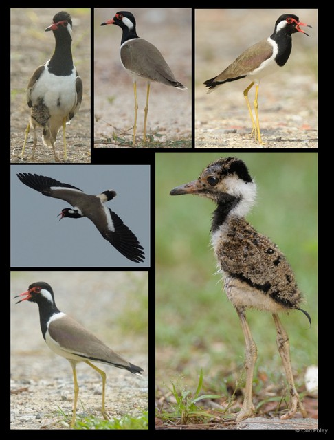 Vanellus indicus • © Con Foley • All Rights Reserved
