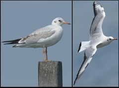 Chroicocephalus ridibundus (Linnaeus, 1766)